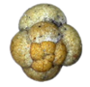 Challenger Foraminifera